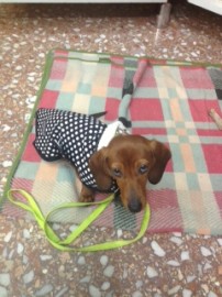 Sookie